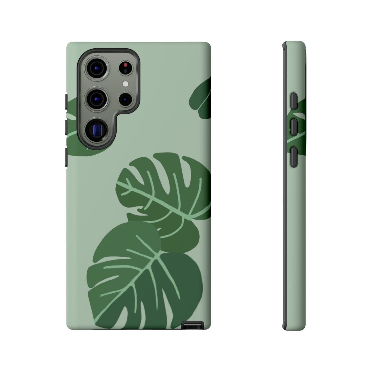 MONSTERA