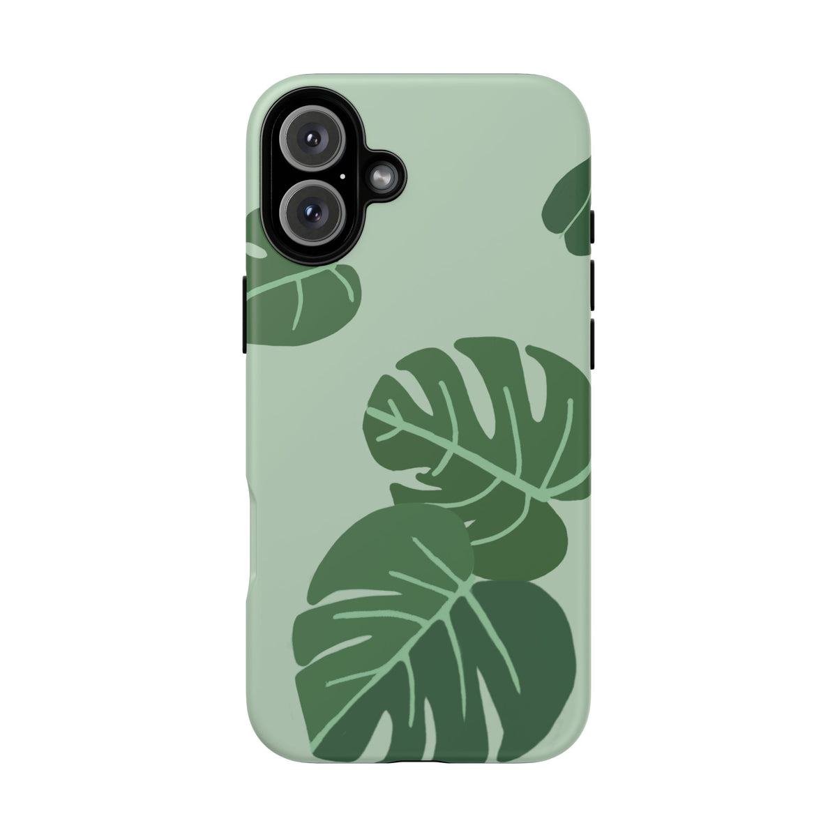 MONSTERA